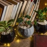 Tips for Creating a Cozy and Inviting Home Environment